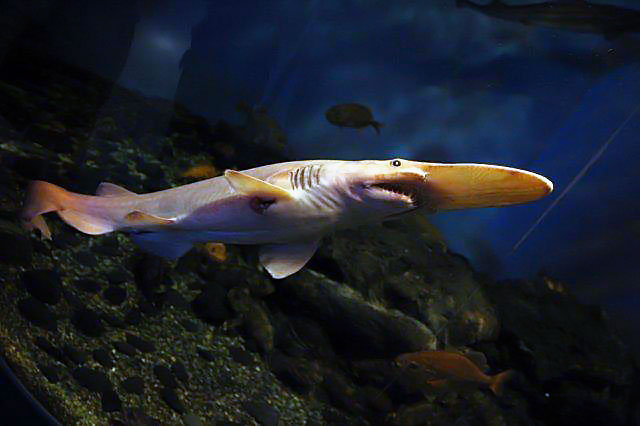Goblin Shark
