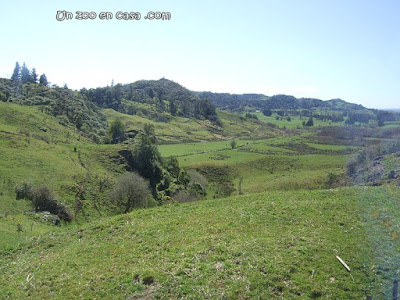 Prados de Nueva Zelanda