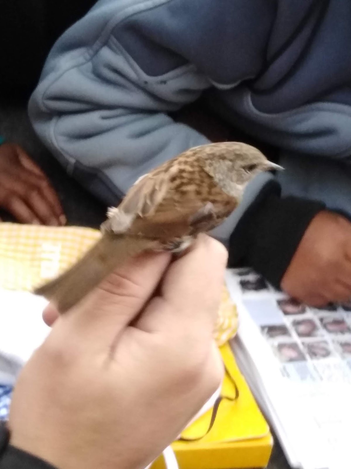 MI MUNDO AZUL ANILLAMIENTO DE AVES