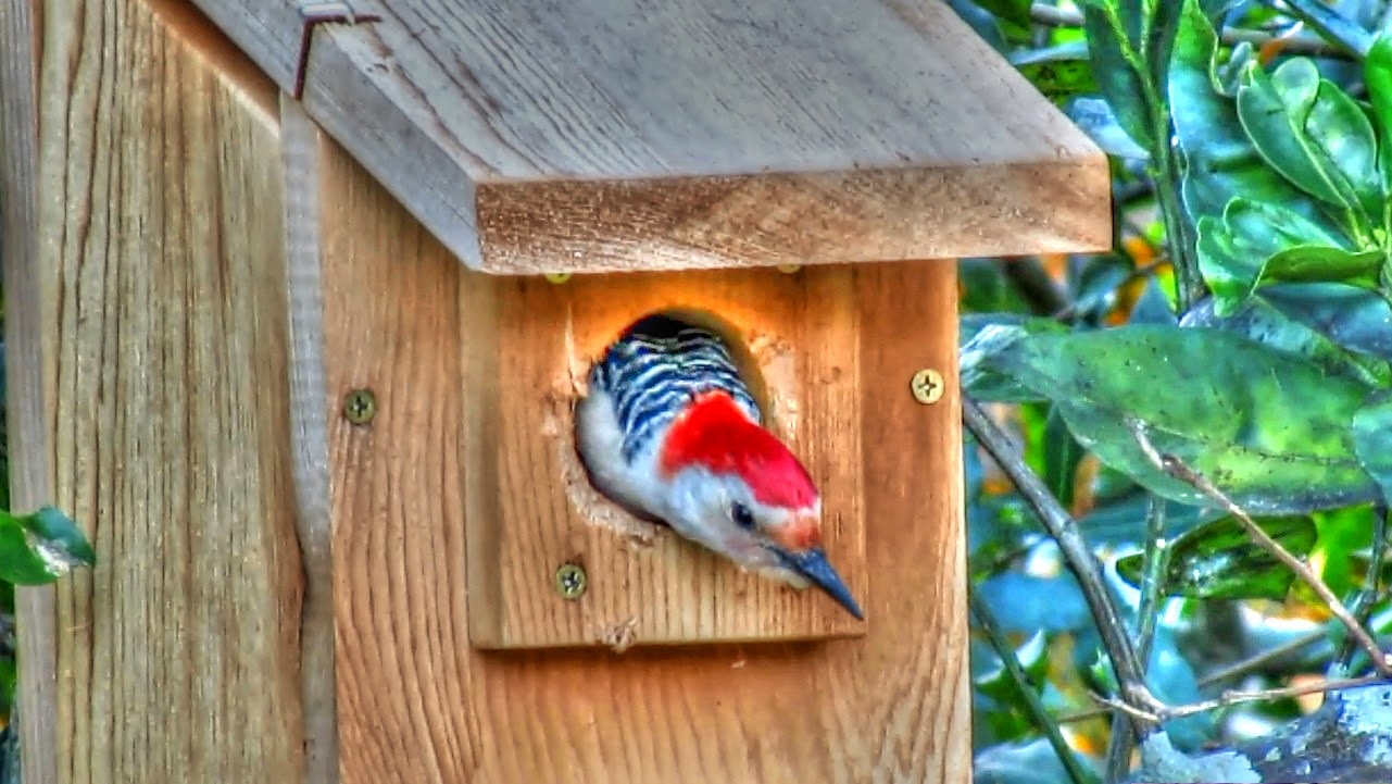 Backyard Birding....and Nature: Red Bellied Woodpecker in Nest Box