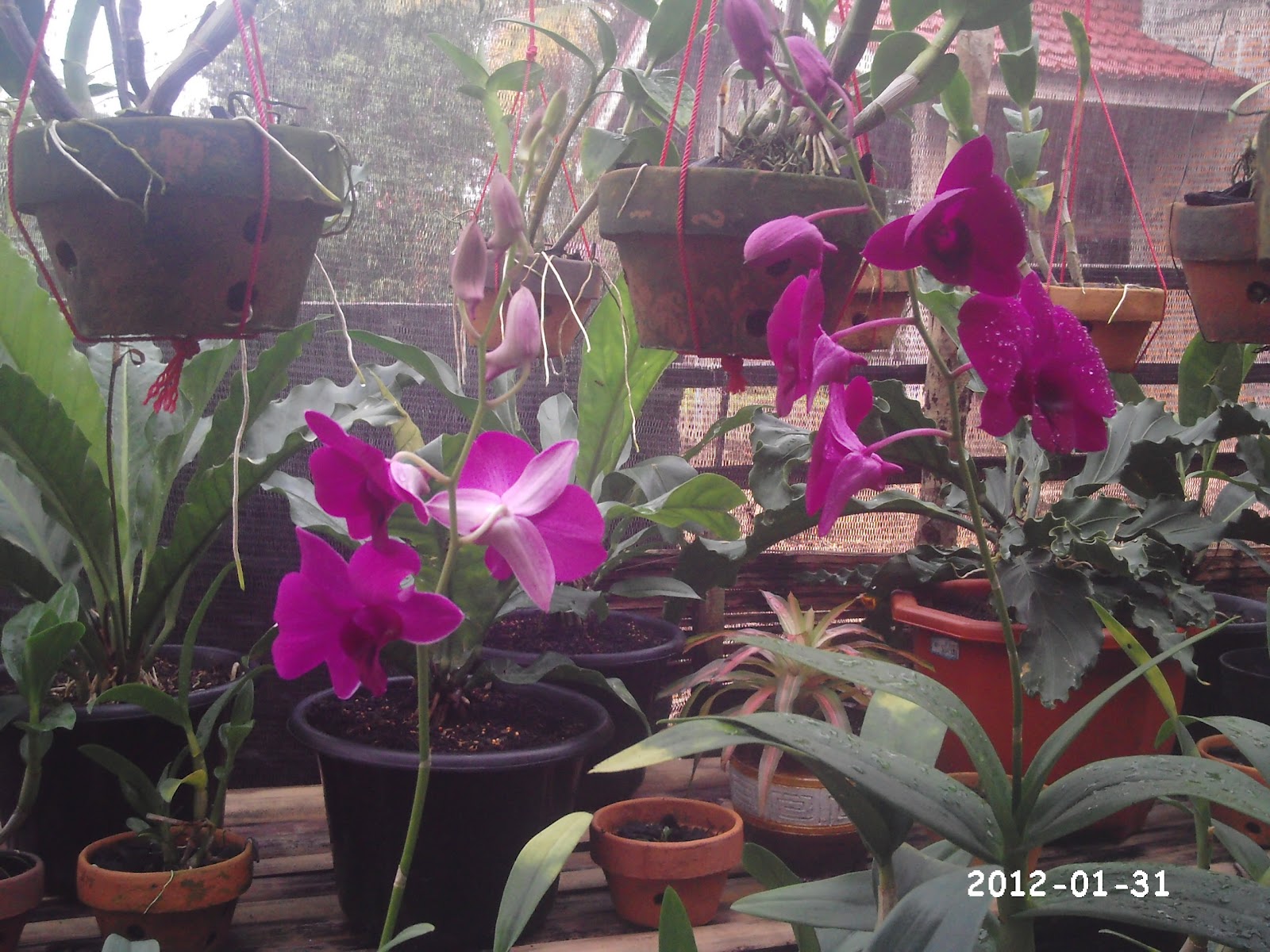 Rumah Bunga Kuansing Tips Merawat  Anggrek  Dendrobium 