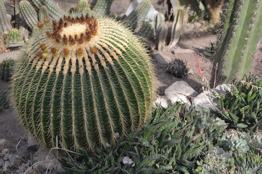 Echinocactus grusonii. Cactus esférico. Asiento de suegra, Bola de Oro, Barril de oro, Cactus Erizo. Heladas.