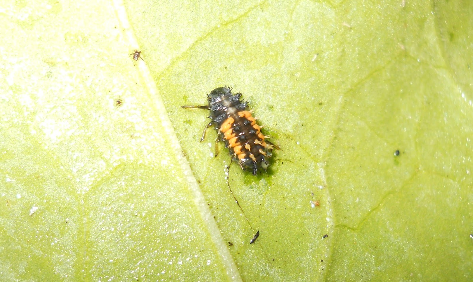 Nag Insect Stories and Tales: September 2013