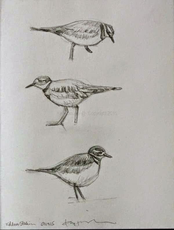 art, birds, nature: Between a Blob and a Photographic Rendering