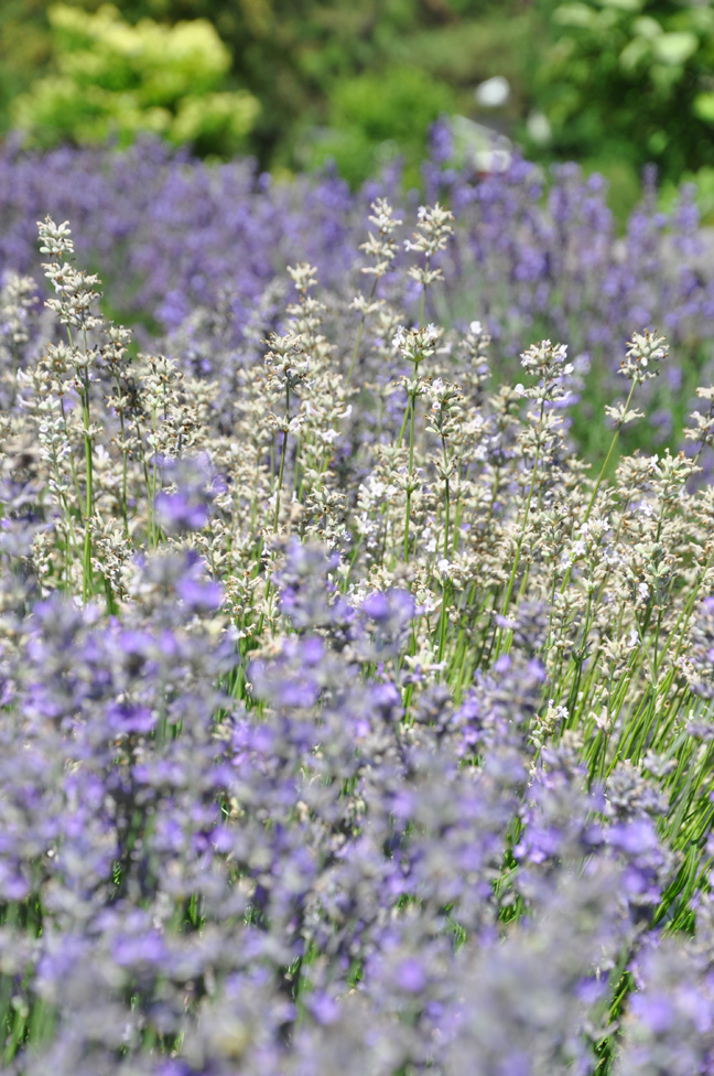 Three Dogs in a Garden A Garden filled with Lavender & Heather