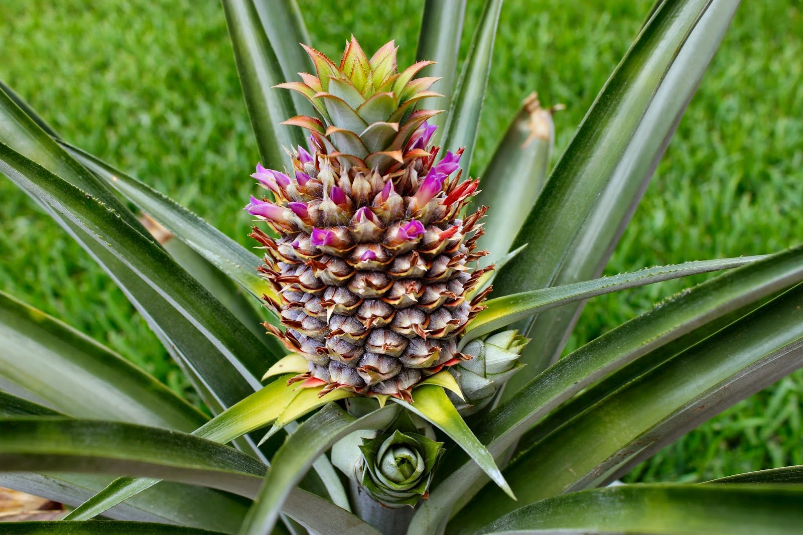 DIÁRIO COM A NATUREZA: 25 DE MAIO - ABACAXI - ANANÁS - INFRUTESCÊNCIA ...