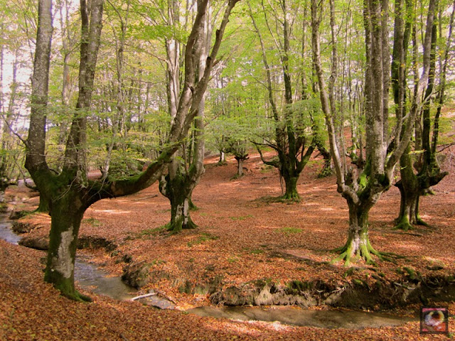 Hayedo de Otzarreta en Zeanuri (Bizkaia) Parque Natural de Gorbea