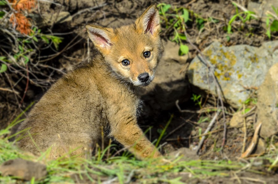 Coyote Pups Images Coyote Pups Images