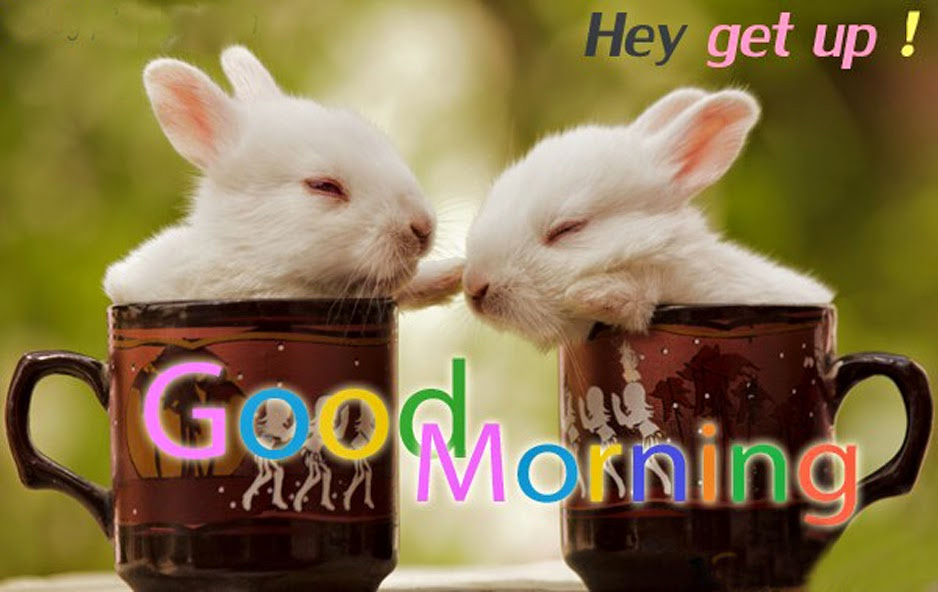 Beautiful good morning photos