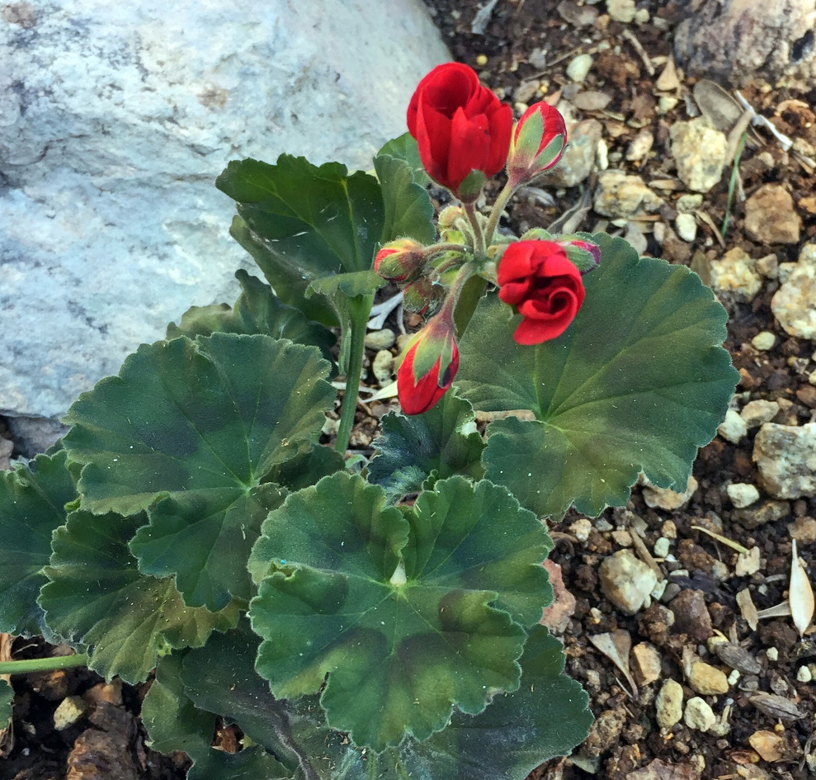 Brad S Tropical Paradise Growing Geraniums In Phoenix Arizona