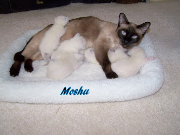 Moshu, daughter to Mayling and Simion .