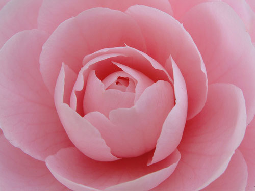 Alabama State Flower The Rose Of Gettysburg