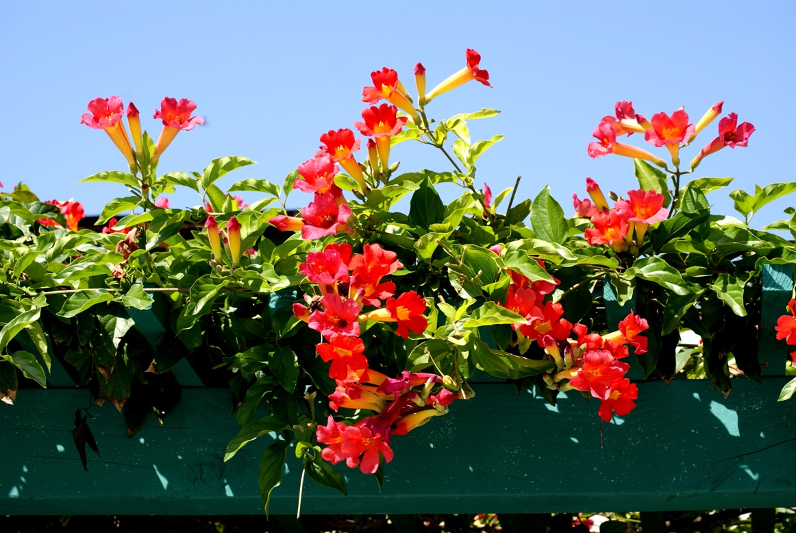 A photo, A thought............ Plant Trumpet creeper.......