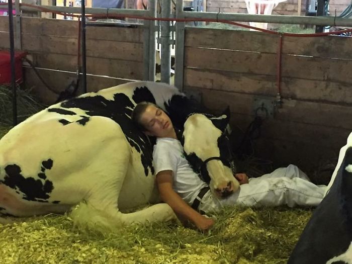 Teen and his Cow Went Viral After Taking a Nap Together