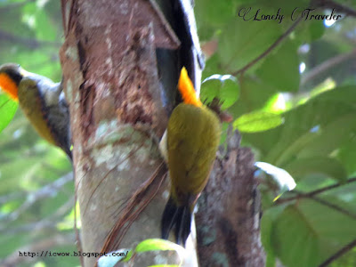 Greater yellownape, Chrysophlegma flavinucha