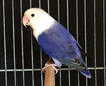 Lovebird Paruh Putih Keunggulan Perawatannya