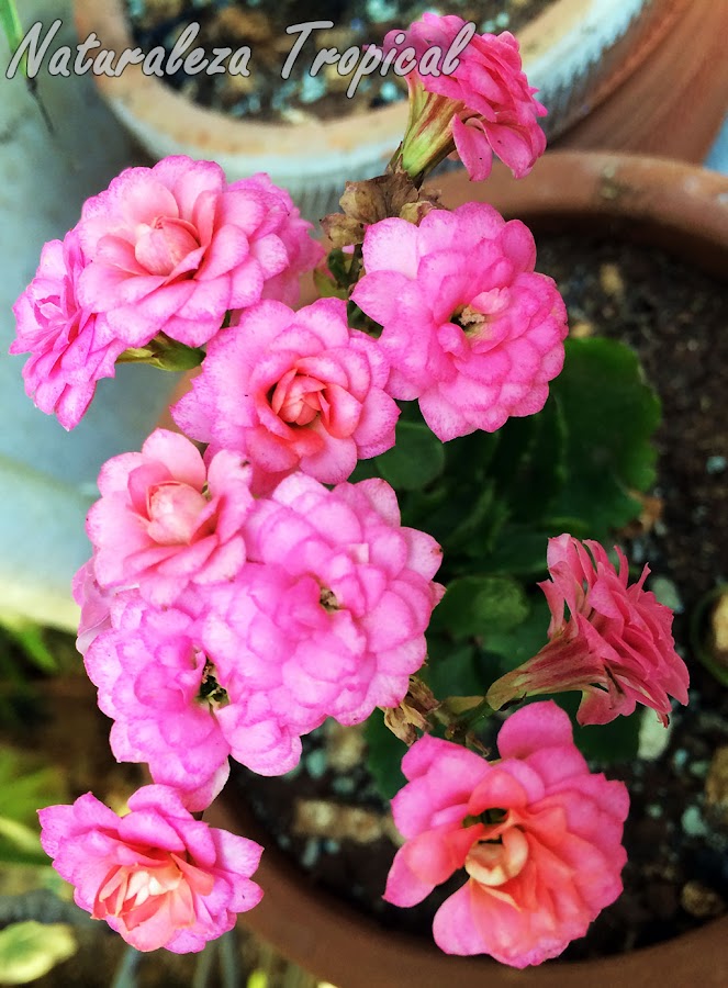 Flores rosas con numerosos pétalos de una variedad de la suculenta Kalanchoe blossfeldiana