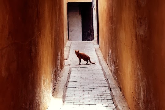 Cat of Fez