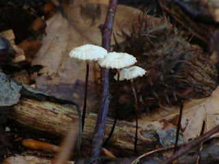 Marasmius rotula DSC46158