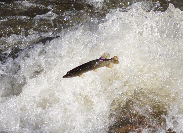 Norther Pike Jump Fish migration