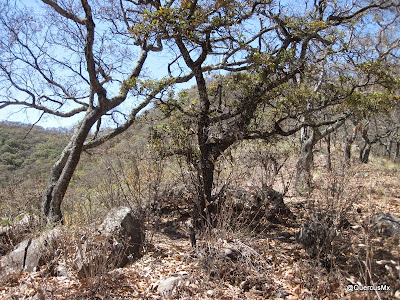 Cerca de la cima del Cerro La Chupinaya