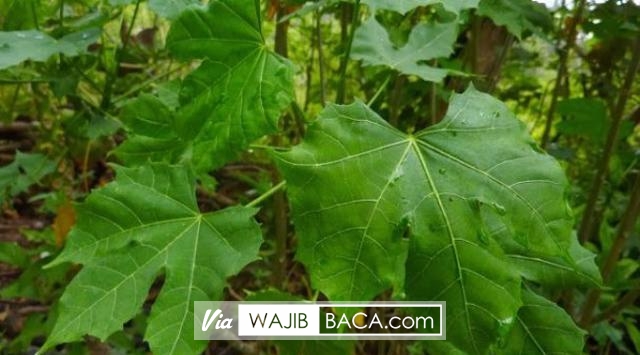 Sudah Pernah Melihat Bingkisan Dari Tuhan? Inilah Tumbuhan yang Bisa Menyembuhkan Berbagai Penyakit! Sudah Pernah Melihat Bingkisan Dari Tuhan? Inilah Tumbuhan yang Bisa Menyembuhkan Berbagai Penyakit!