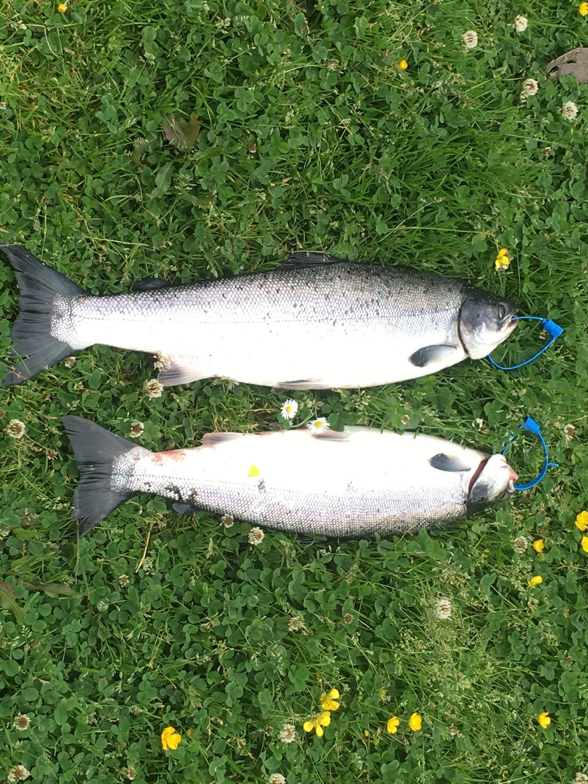 Salmon and Sea Trout 25/6/16