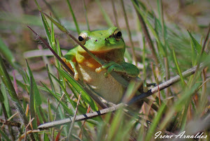 Ranita meridional (Hyla arborea)