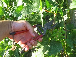 Pruning Grape Vine