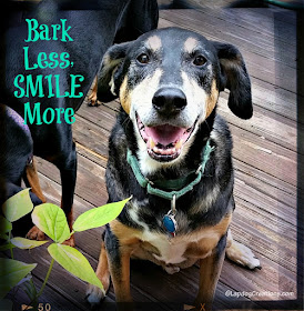 senior hound mix dog smiling