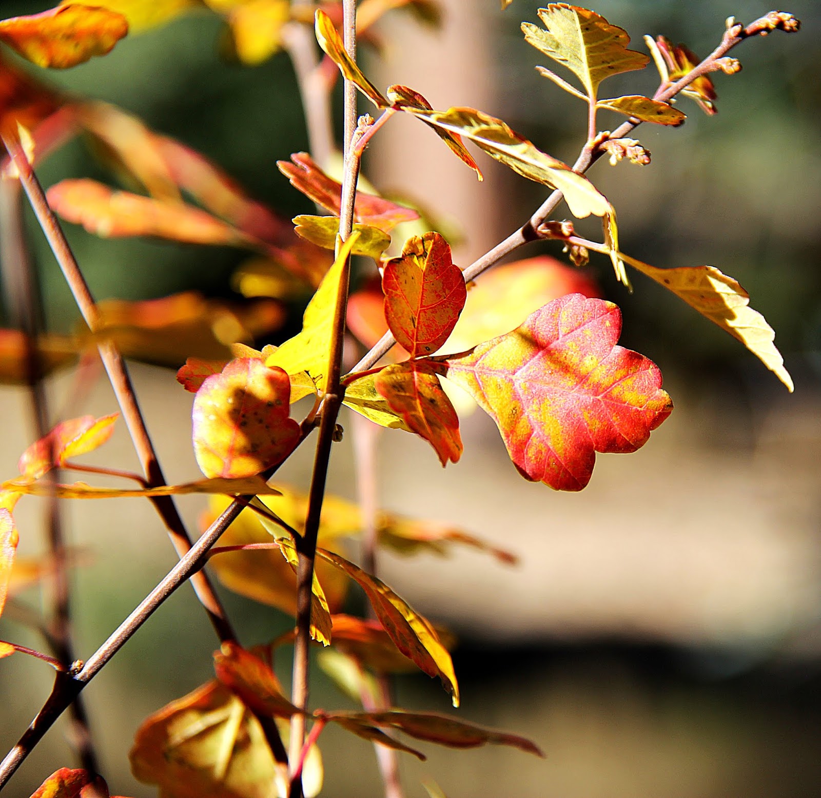 Simplicity Itself Photography Leaf Photography And Leaf Photos