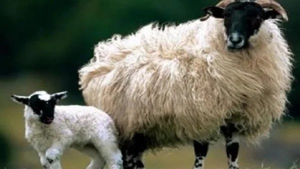 شات موبايل دردشة موبايل