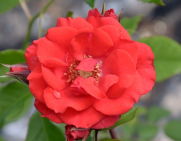 Brilliant Korsar роза сорт фото Кордес