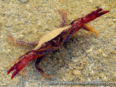 Ridged Swimming Crab (Charybdis natator)