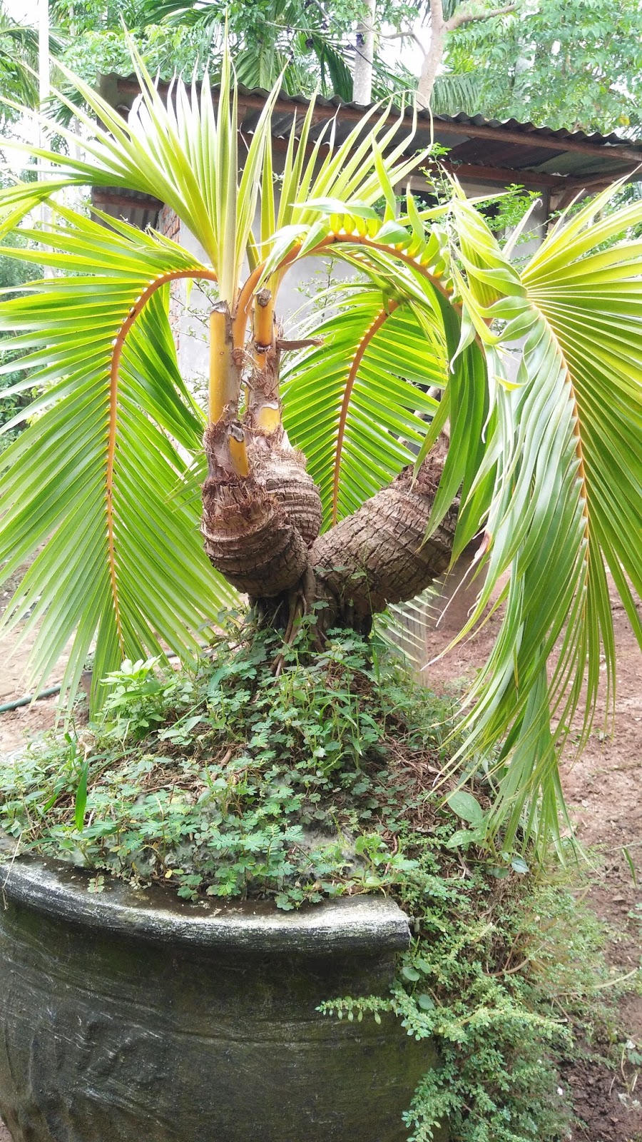 Batang batang panjang pohon kelapa