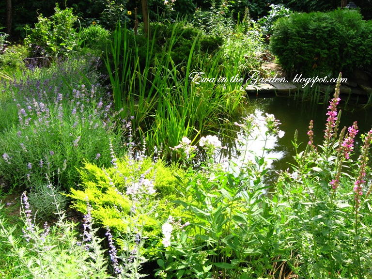 Ewa in the Garden Flowers today GBBD July 2011