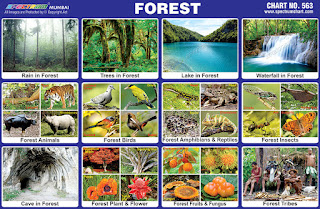 Forest Chart