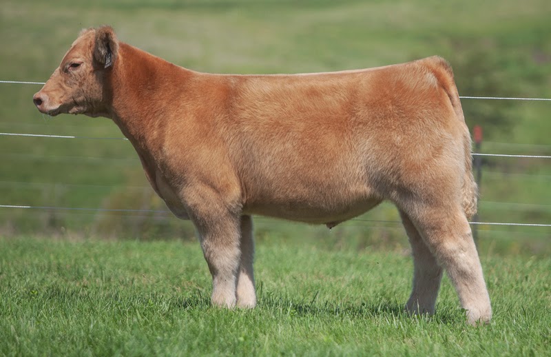 RCC Blog Sandy Show Cattle Selling tonight