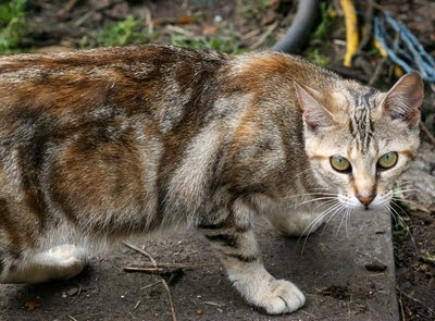 a feral cat - brown reticulated tabby is suspicious, wonders what I am looking at