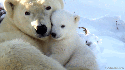 17. White Polar Bear with Her Baby