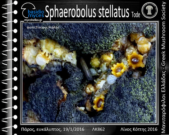 Sphaerobolus stellatus Tοde