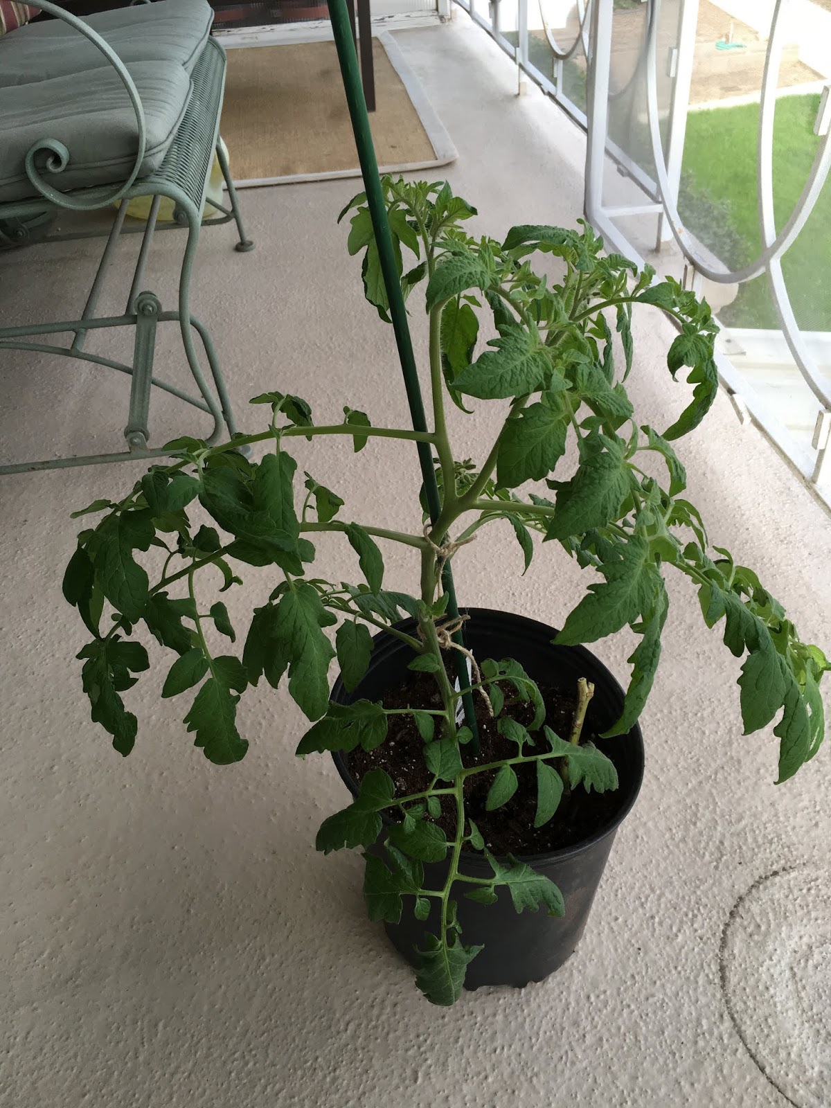 Real World Gardener Drinking Lemon Balm Tea Indoors With Plants