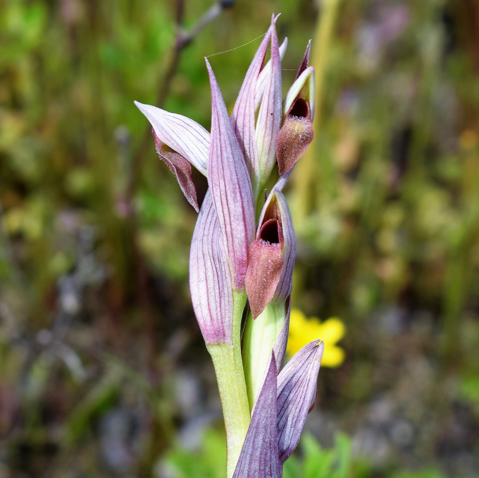 Plantas: Beleza e Diversidade: Nova época de orquídeas silvestres (XIX):  Serapião-de-língua-pequena (Serapias parviflora)