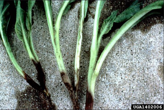 Penyakit rebah semai yang mematikan bibit tanaman disebabkan oleh