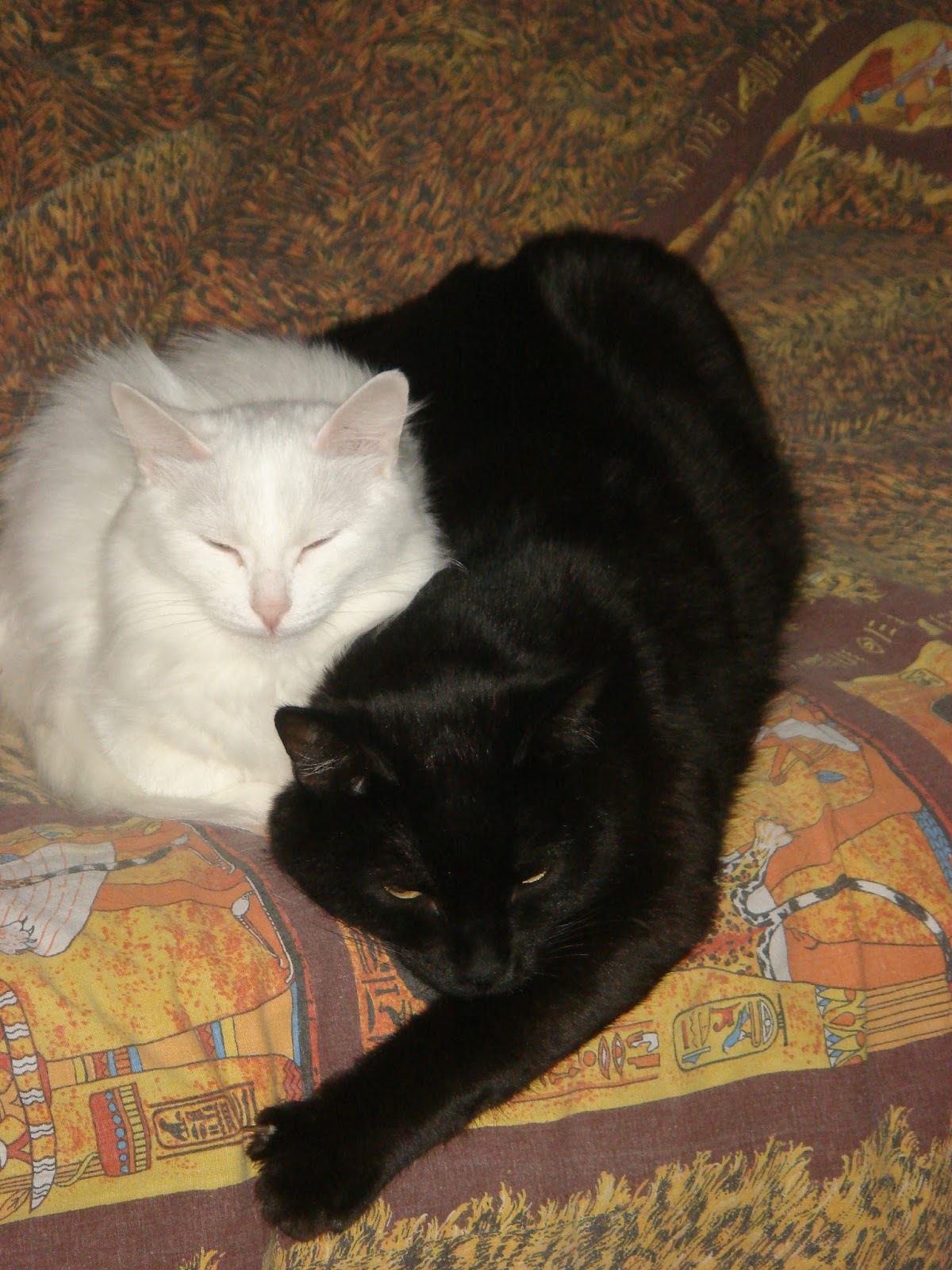 Краски жизни: Белая кошка, черный кот