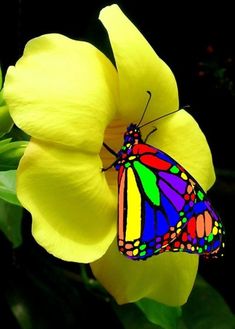 butterfly images