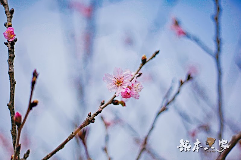 心湖櫻緣|三峽台北大學「心湖櫻花步道」-杜鵑、吉野櫻、木棉花齊綻放