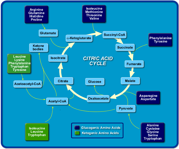 World of Biochemistry (blog about biochemistry) Metabolic map about