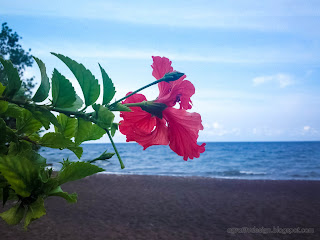 Red Flower Hibiscus Rosa Sinensis Or Chinese Hibiscus Blooming By The Beach At Umeanyar Village, North Bali, Indonesia