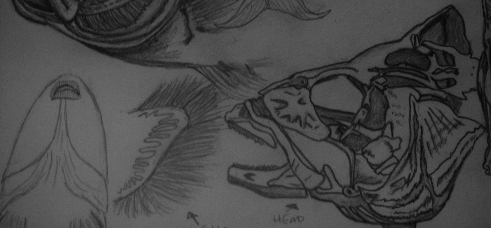 Joey Ku: Unit 4: Story telling- fish and human anatomy